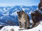 Nine bullish about Planet Earth II despite illegal download spike